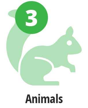 picture of an animal