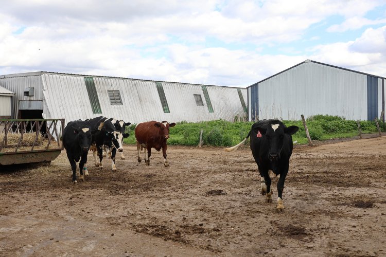 Bremer Family Farm 1