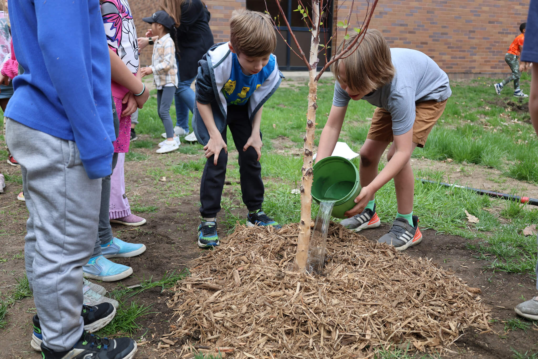 Tree Trust 2