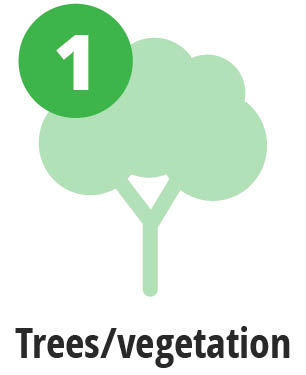 Picture of a tree